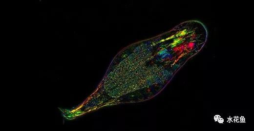水中常见的藻类微生物图片,藏在水下的生物