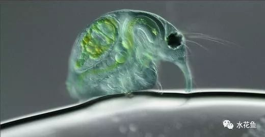 水中常见的藻类微生物图片,藏在水下的生物