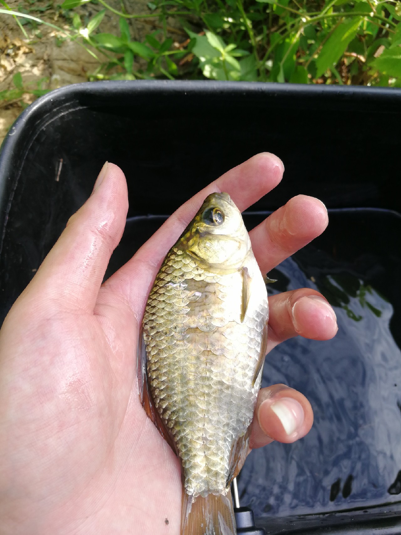 头顶烈阳开拓钓位逐泡寻鲫放流可怜鱼获