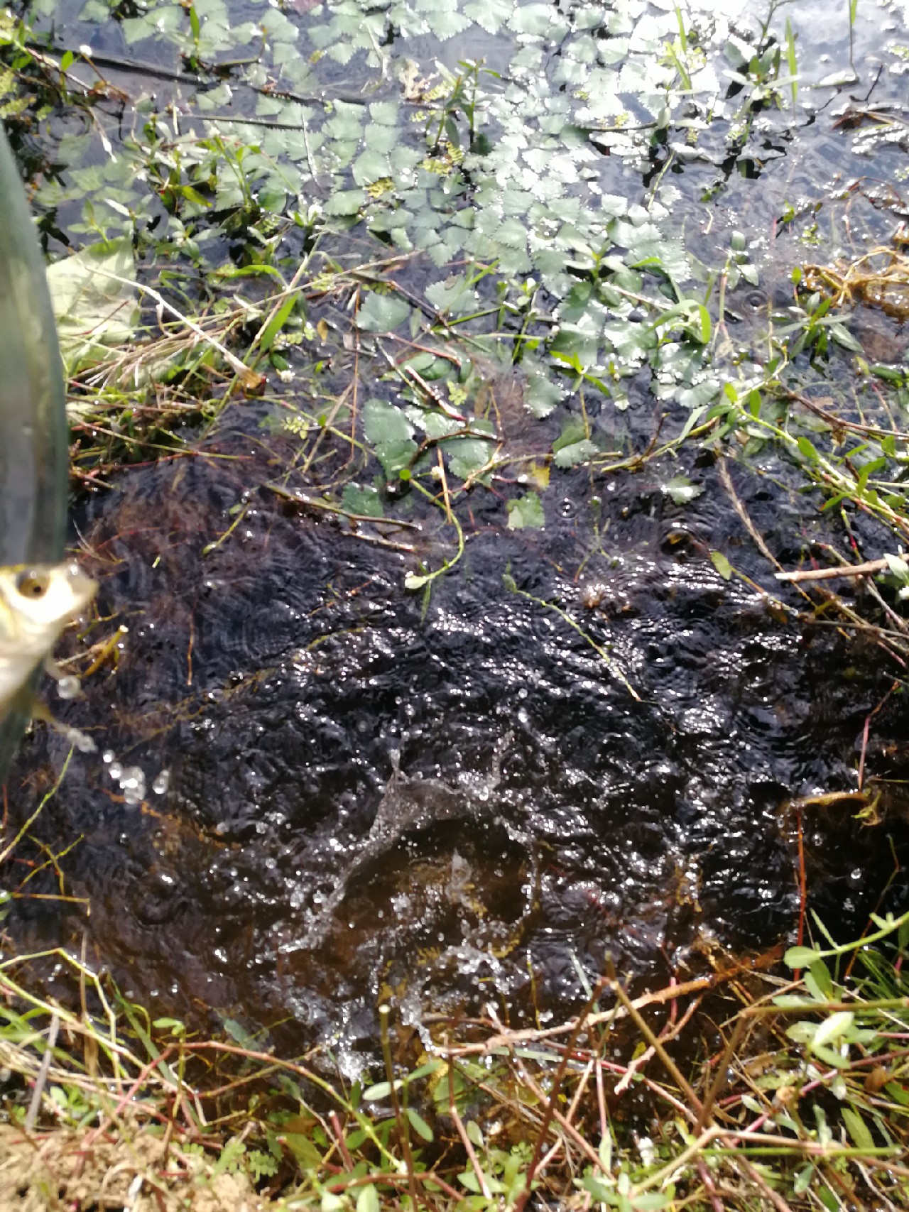 头顶烈阳开拓钓位逐泡寻鲫放流可怜鱼获