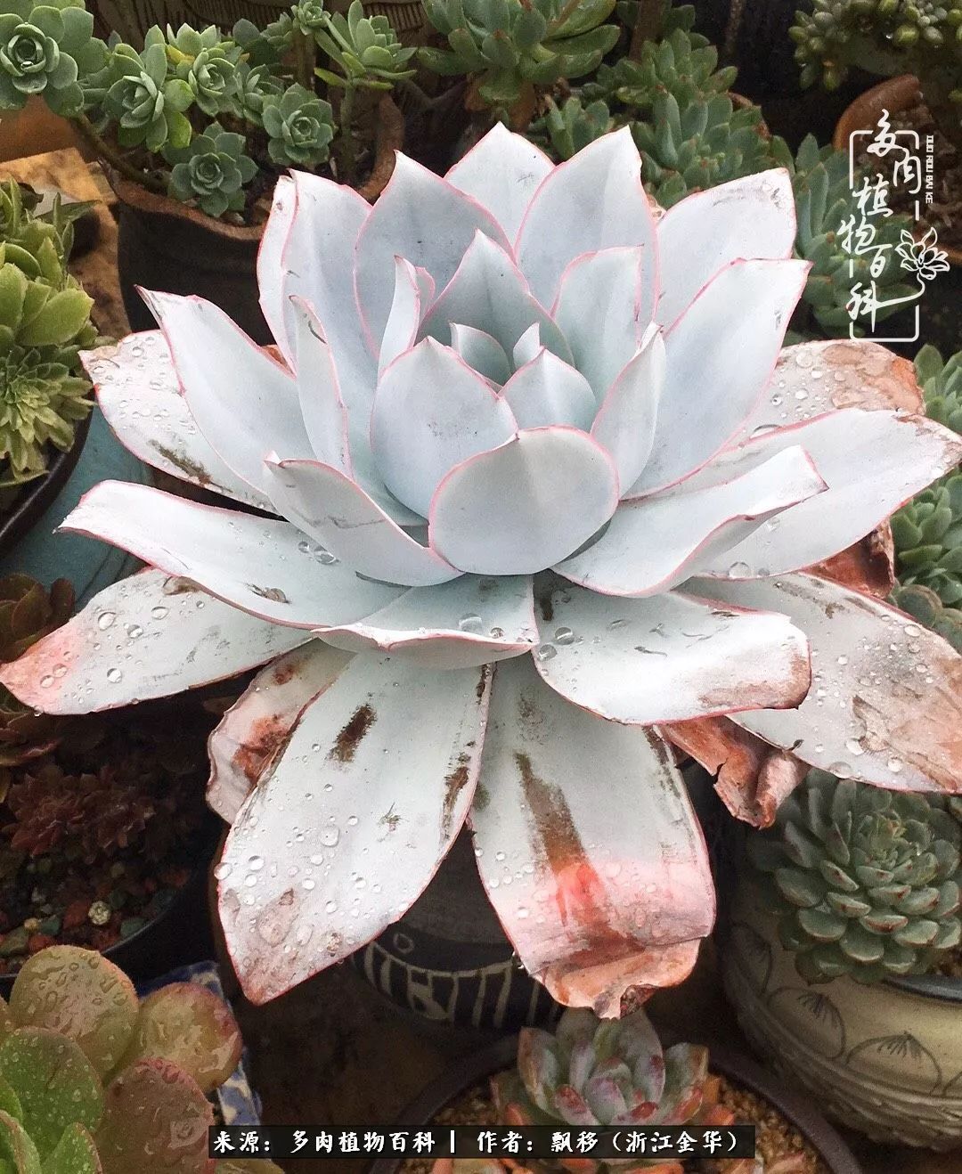 魅力无限的法师诱惑：我的灿烂，由你决定