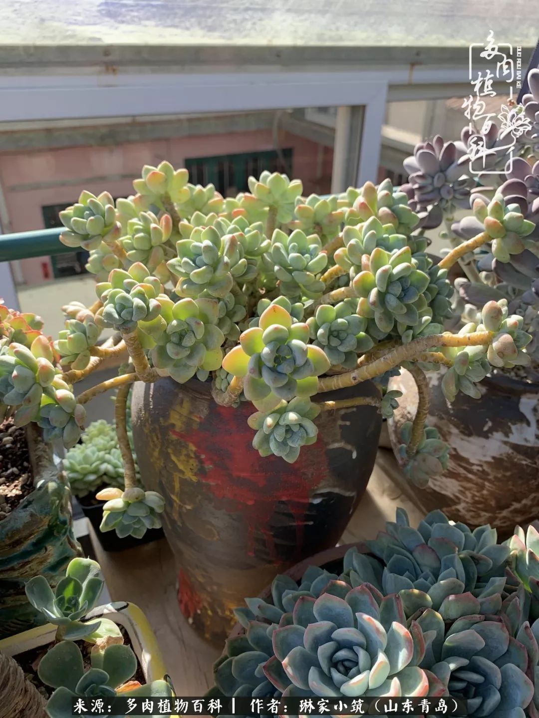 夏天已过一半你们的多肉还好吗,夏天已过半