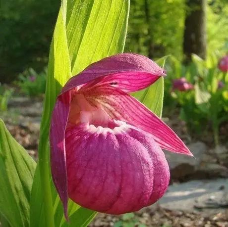 为什么大熊猫是珍稀濒危野生动物,被誉为植物中的大熊猫的珍稀植物