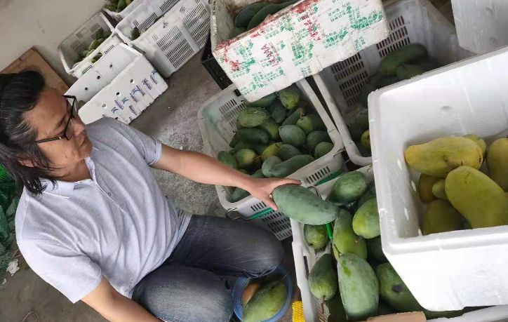 橡树|收拾散落在南高原的阳光——金煌芒果挂枝待售