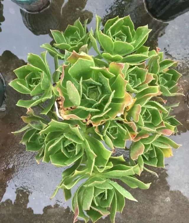 绿羊绒和香腹啥区别,绿羊绒是什么样的