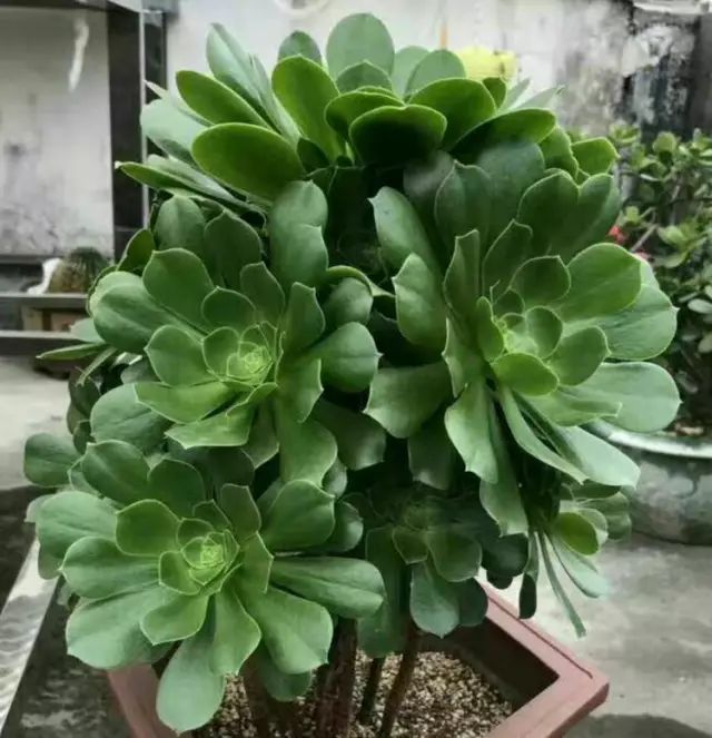 绿羊绒和香腹啥区别,绿羊绒是什么样的