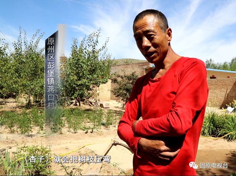 红梅杏的产地在哪里,红梅杏名字的由来