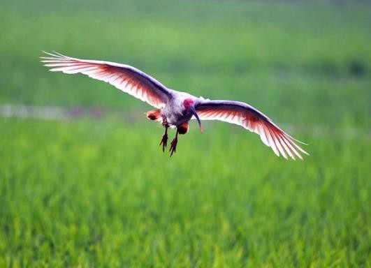 朱鹮是东方白鹤吗,东方宝石朱鹮