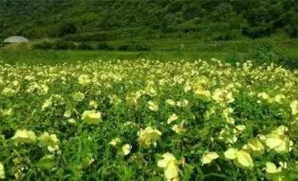 农民种的东西为什么卖得便宜,很珍贵的野果一颗可以卖到几千块