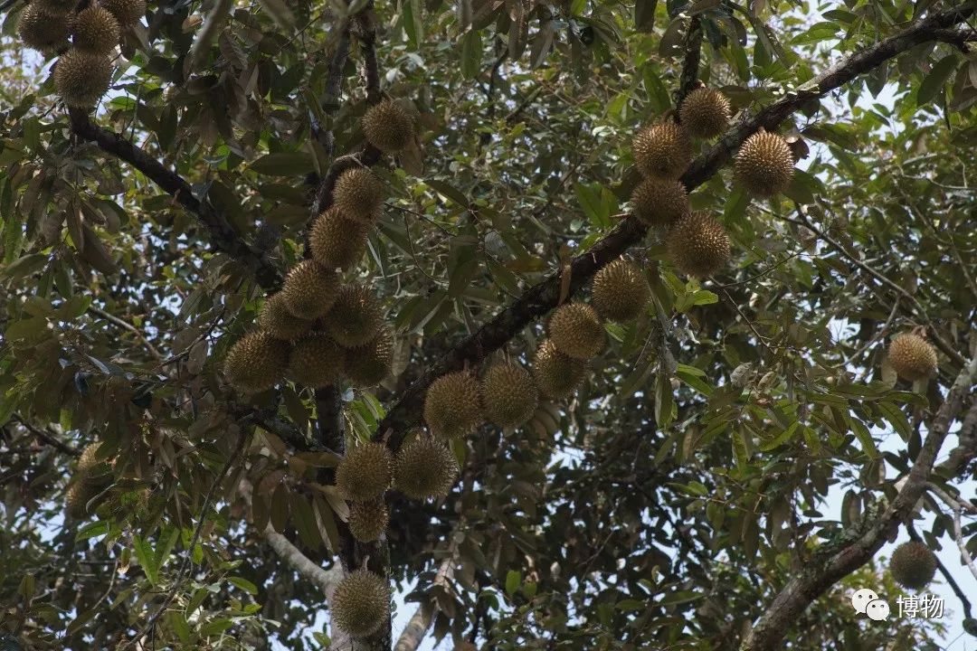 榴莲到底是啥味道,榴莲到底是甜的还是臭的