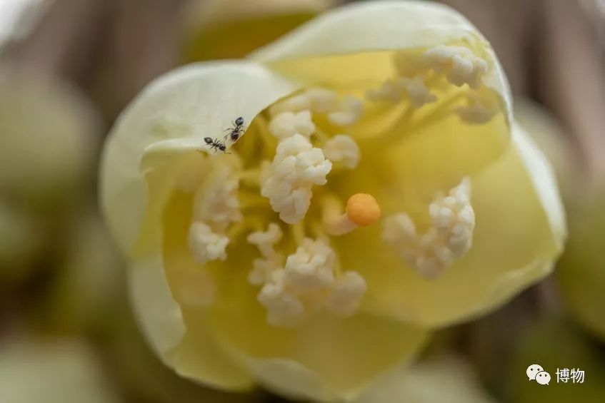 榴莲到底是啥味道,榴莲到底是甜的还是臭的
