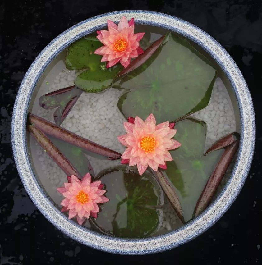睡莲可以在沙底里生长吗,睡莲的养护方法图解