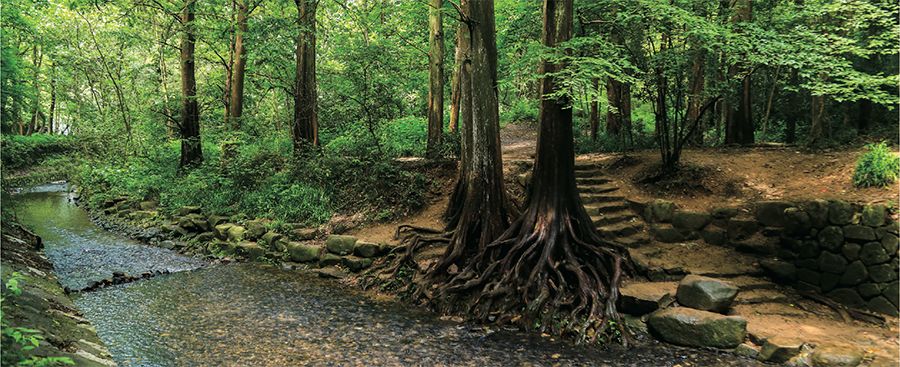 雅致梦溪山庄餐厅抖音团购,雅致梦溪山庄下午茶