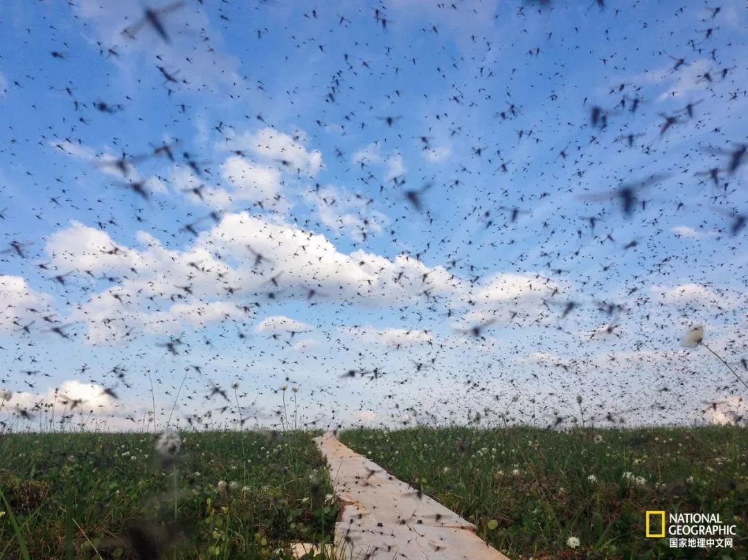 北极蚊子都泛滥了，咱被咬两口就别哭了