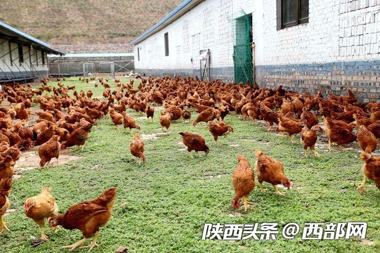 吴堡“鸡司令”刘信信:从贫困户变身致富带头人