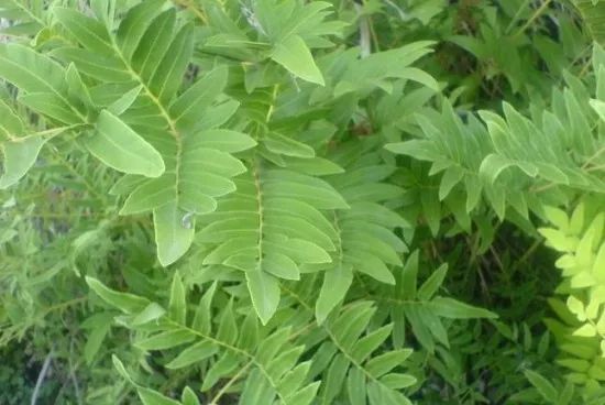 成都6大医院“独家自制药”集锦，最低几元钱/瓶功效强大（收藏版）