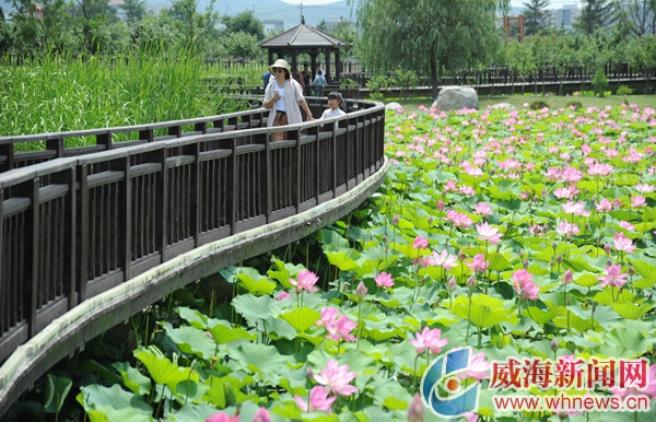 美在当夏简介,夏荷飘香满池塘