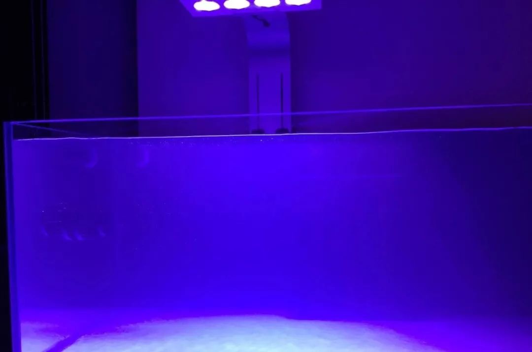 新开缸每天都有鱼死,新开缸鱼一直死