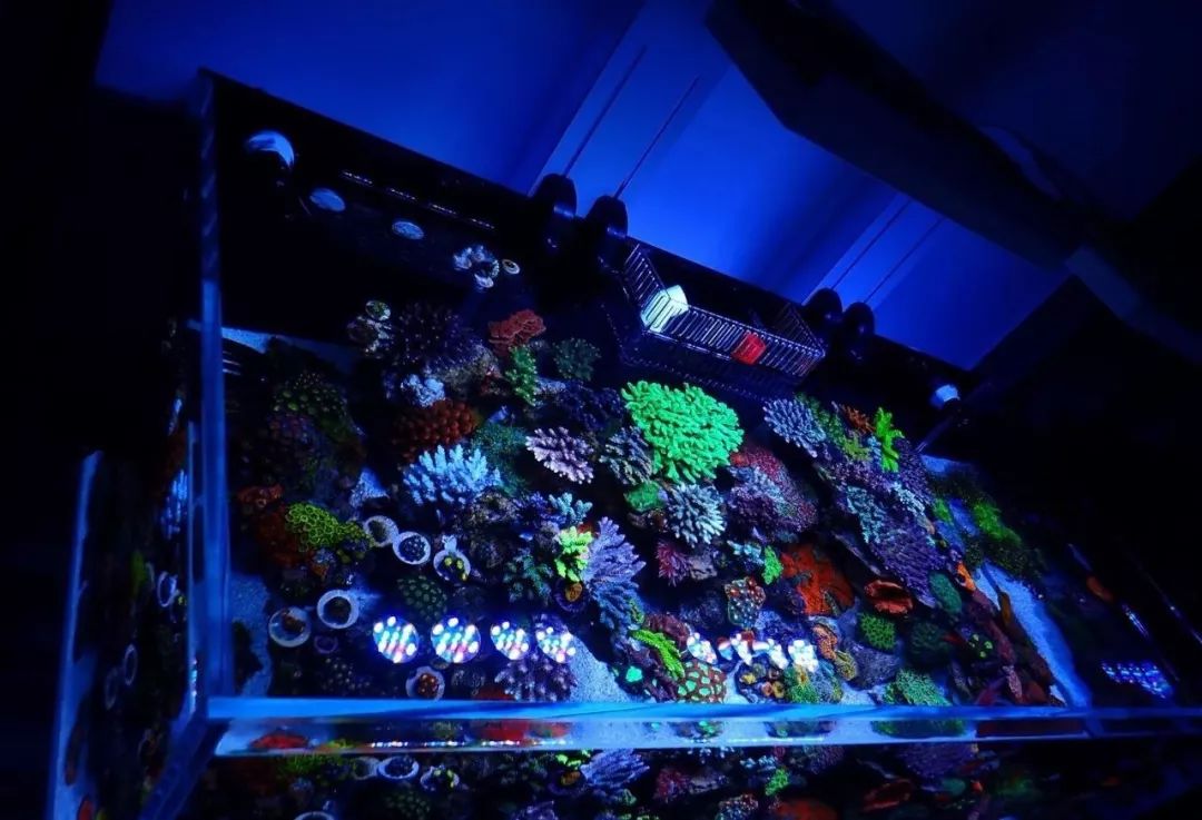 新开缸每天都有鱼死,新开缸鱼一直死