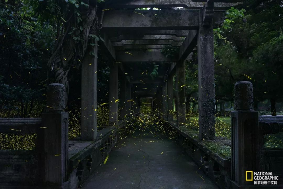 南京紫金山灵谷寺萤火虫,南京灵谷寺哪里可以看到萤火虫