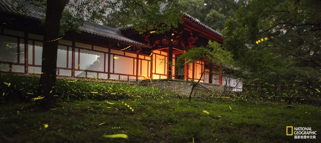 南京紫金山灵谷寺萤火虫,南京灵谷寺哪里可以看到萤火虫