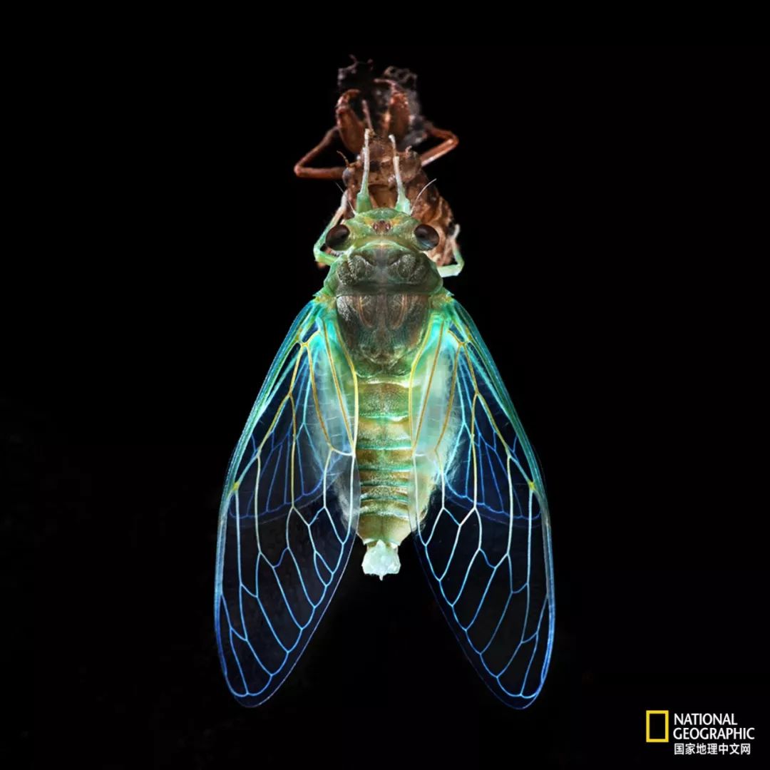 南京紫金山灵谷寺萤火虫,南京灵谷寺哪里可以看到萤火虫