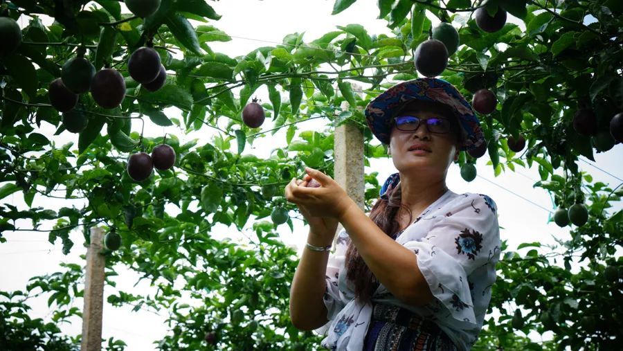 宾川最出名的石榴,大理宾川石榴