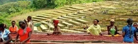 哥斯达黎加黑蜜咖啡,哥斯达黎加咖啡