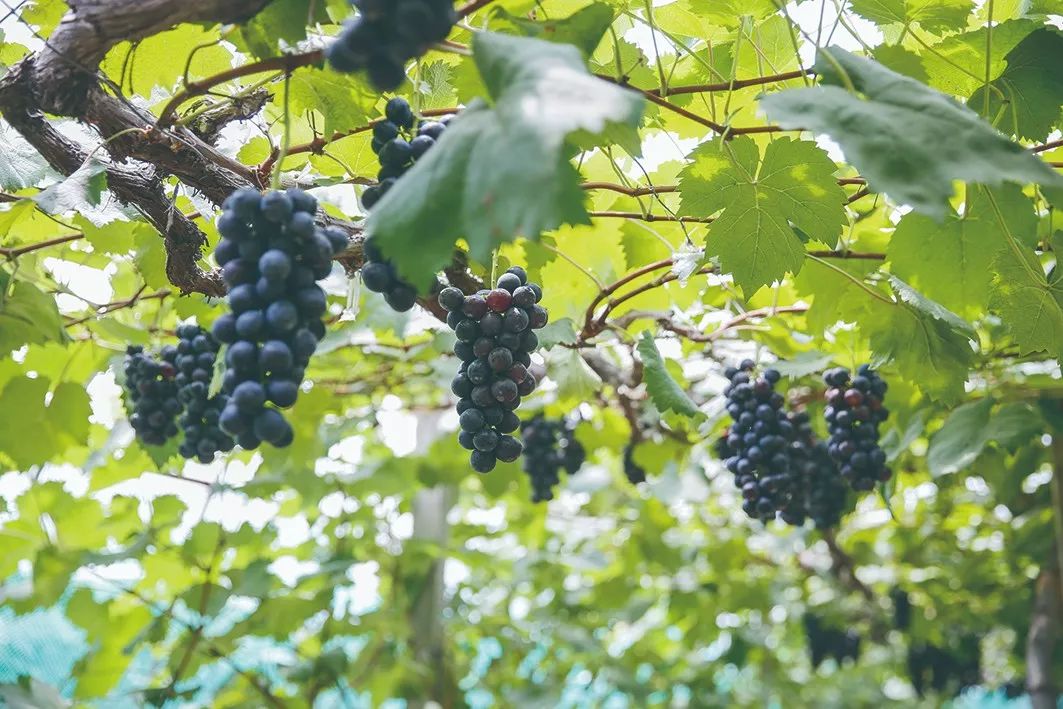 十大葡萄采摘好去处,上海松江摘葡萄最佳地点