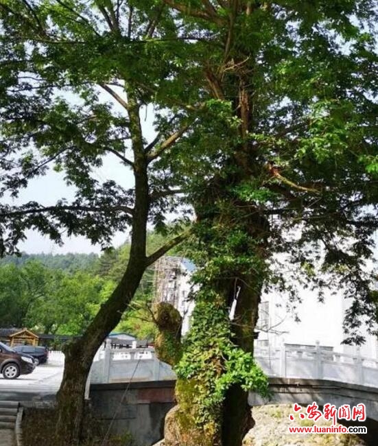 5a景区最好的酒店,5a天堂寨旅游攻略