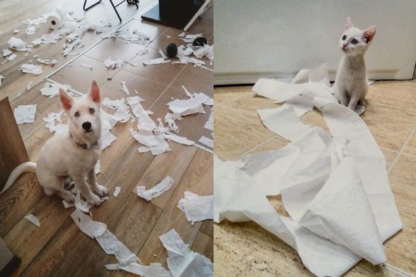 命中注定！主人正想为全白爱犬找伴白浪猫就送上门