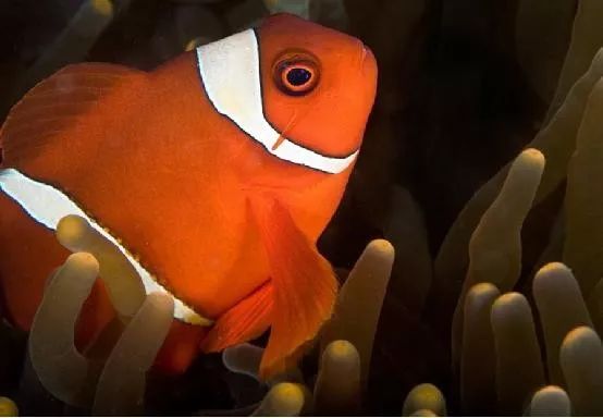 混养海缸鉴赏,混养大型海缸