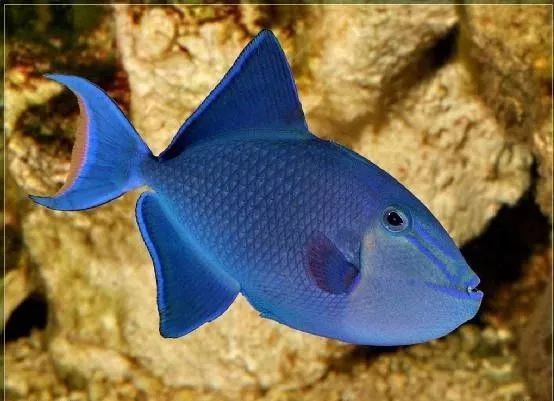 魟鱼混养黑名单,大型混养海缸