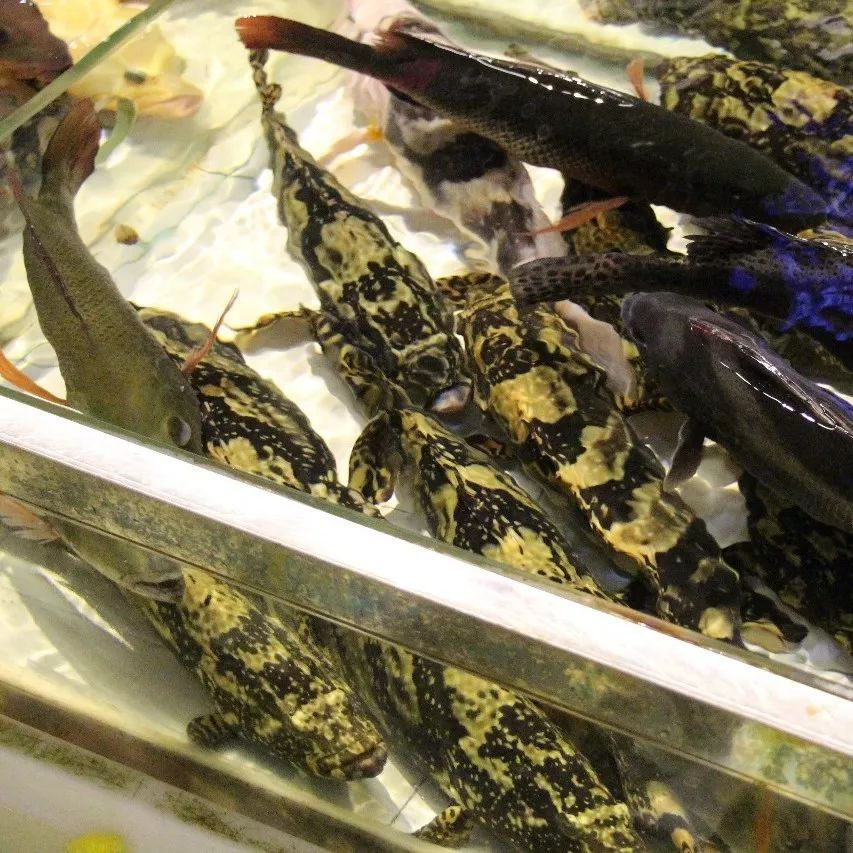 湛江有没有好景点,湛江有没有什么景点