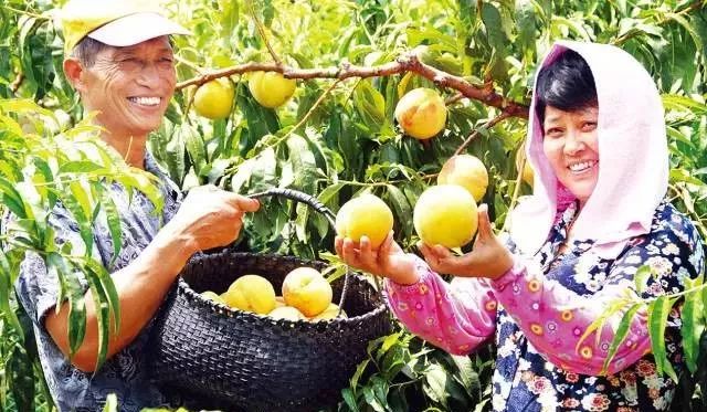 奉贤正宗黄桃,夏天又香又甜的黄桃