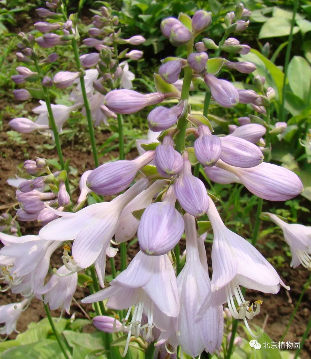 最耐寒的玉簪品种,北京植物园园艺