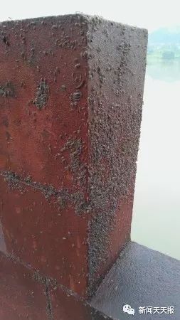 盘点细思极恐的虫子,盘点你不知道的虫子