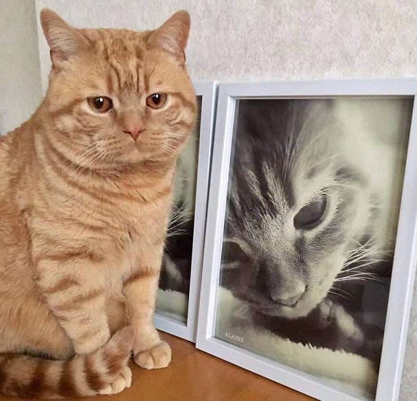 日本小丧猫凭“厌世脸”火遍全网,30w网友心都被萌化了…