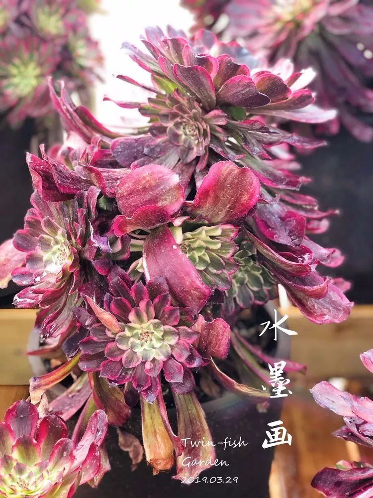 法师主根黑腐了怎么办,法师黑腐还能救活吗