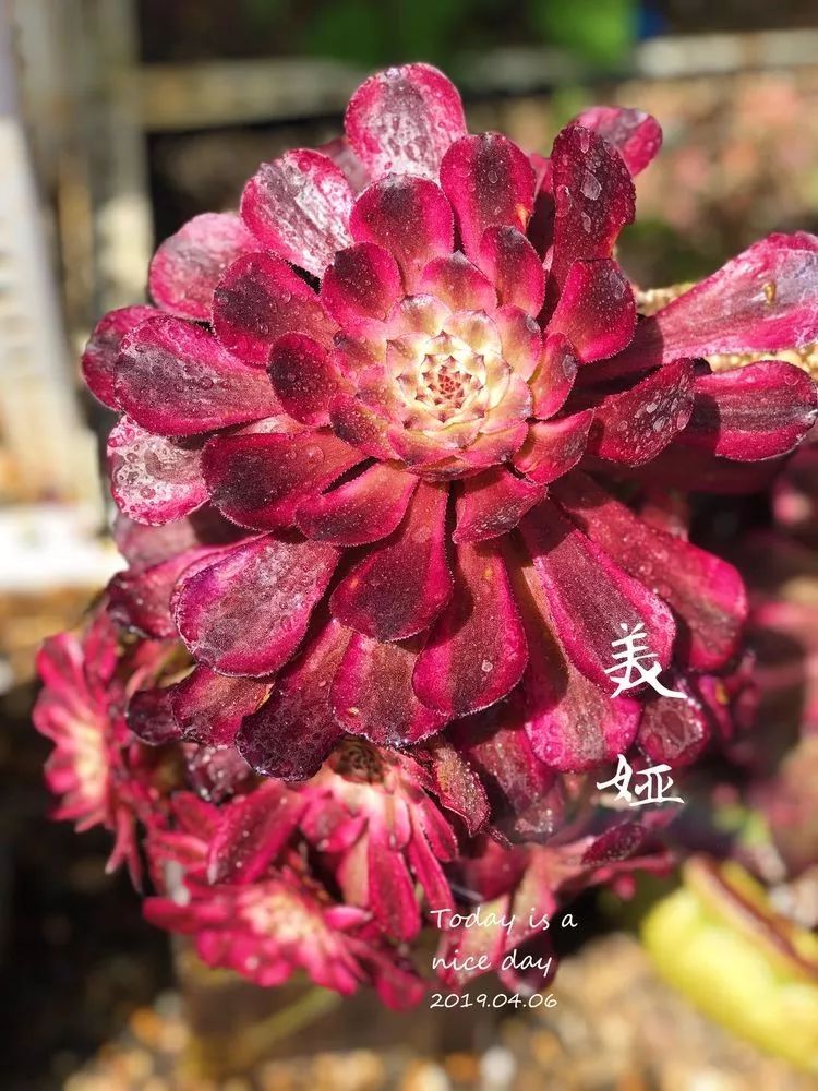 法师主根黑腐了怎么办,法师黑腐还能救活吗