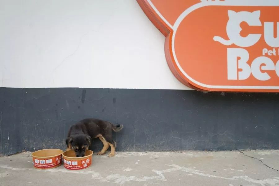 狗狗中暑抢救按腹部抢救,狗狗中暑抢救费用