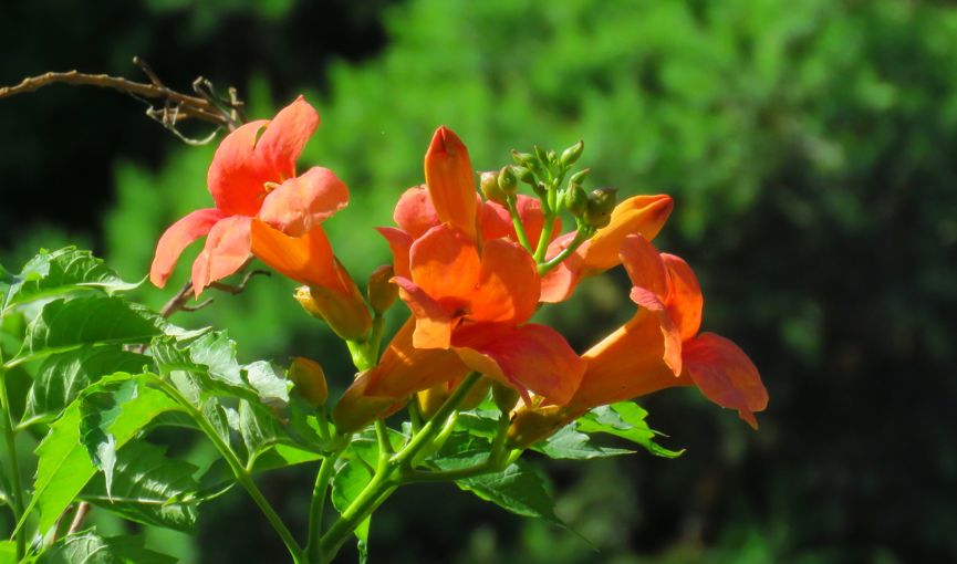 科普|七月最“火”园林树木排行榜