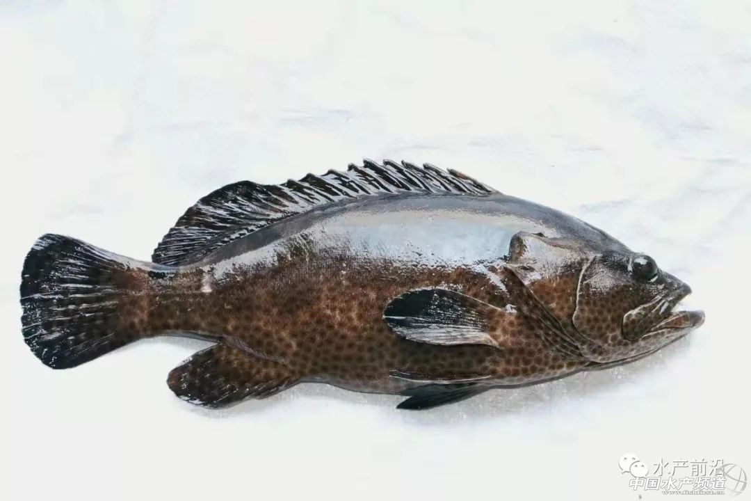 国内能养的虎类品种排行,什么品种的虎最好养