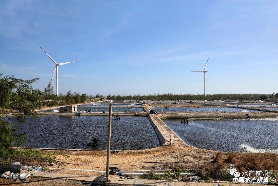 国内能养的虎类品种排行,什么品种的虎最好养