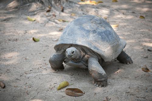 世界上最长寿的五种动物,养动物可以长寿