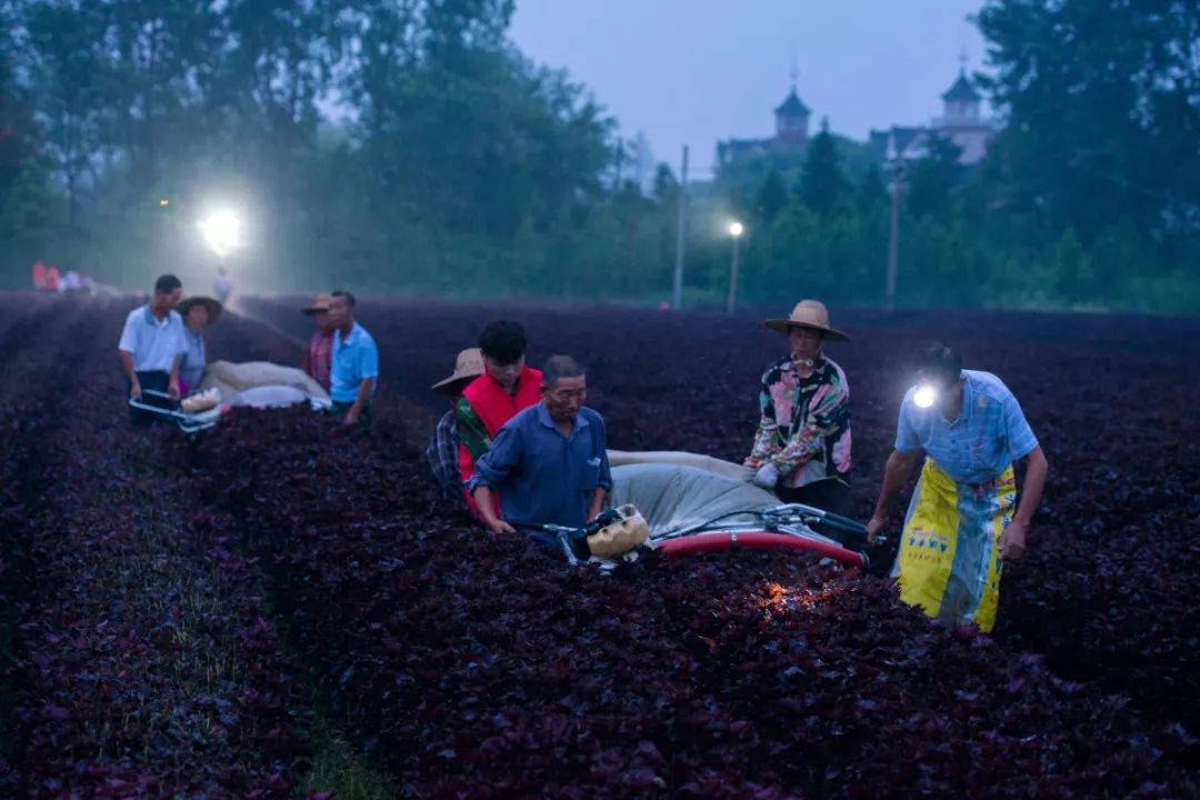 湖州最美的夜景唯美视频,湖州最美的夜景视频
