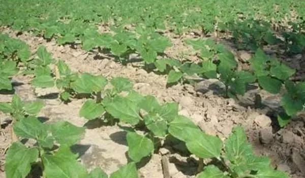 向日葵种植价值,向日葵种植一亩能赚多少钱