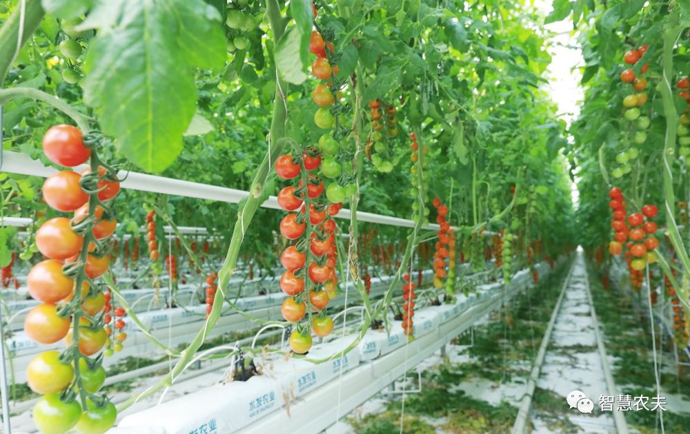 知农道农无土栽培实操技术,无土栽培的知识