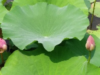 微山湖观荷花,青荷盖绿水微山湖十万亩荷花盛放