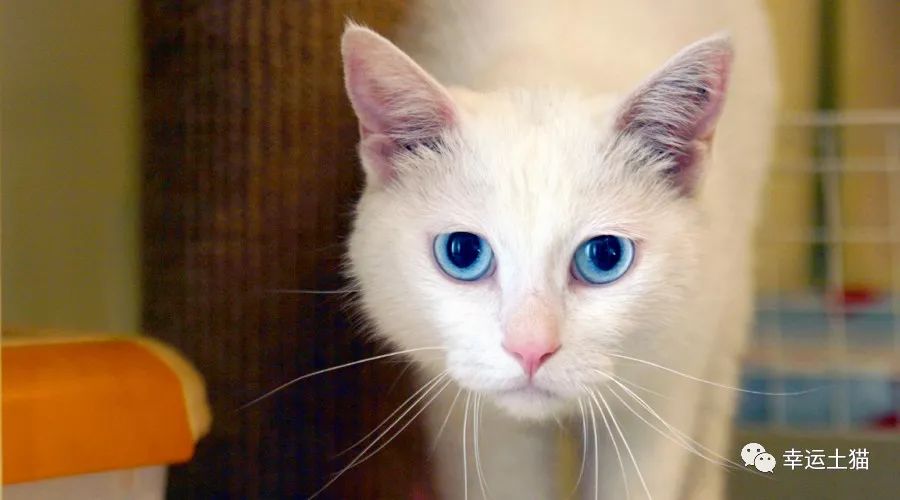 领养｜一池秋水碧仍深，玉树公子求进家